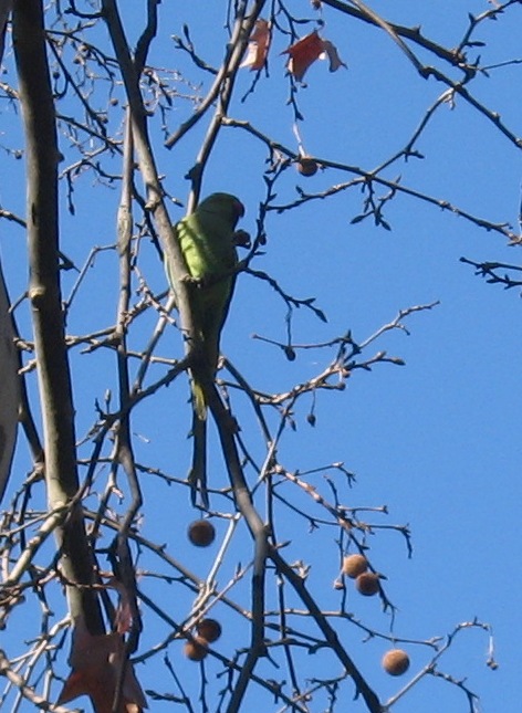 Altro uccello da identificare!